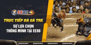 Xem Trực Tiếp Đá Gà Tre Hấp Dẫn - Kịch Tính Tại EE88