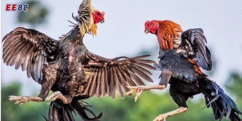 Khám Phá Đá Gà Cựa Dao Tại EE88 - Kịch Tính & Thắng Lớn Một số thông tin cụ thể về đá gà cựa dao