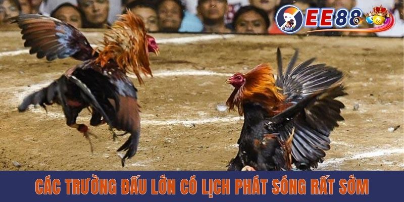 Các trường đấu lớn có lịch phát sóng rất sớm