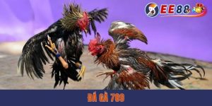 Đá Gà 789 - Mãn Nhãn Với Những Màn Chọi Kê Nảy Lửa tại ee88