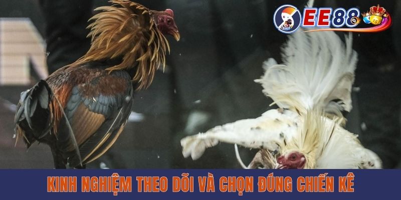 Kinh nghiệm theo dõi và chọn đúng chiến kê
