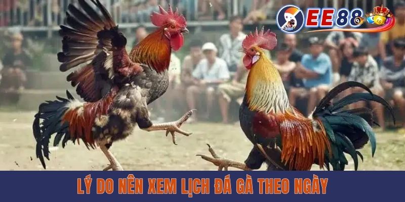 Lý do nên xem lịch đá gà theo ngày