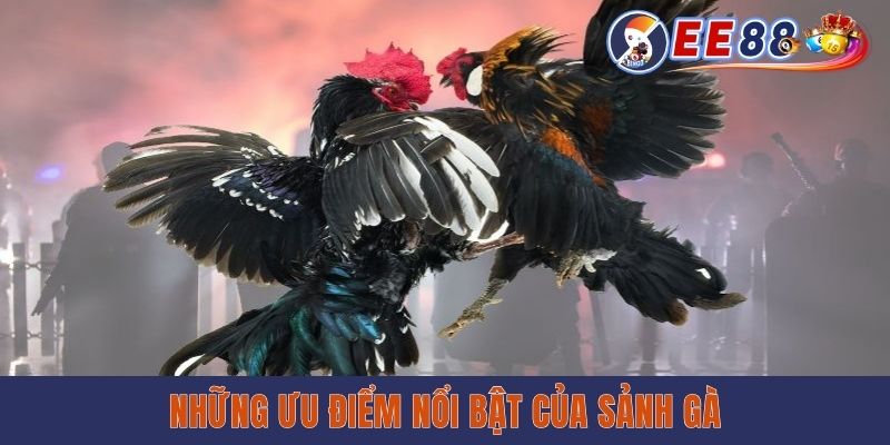 Những ưu điểm nổi bật của sảnh gà