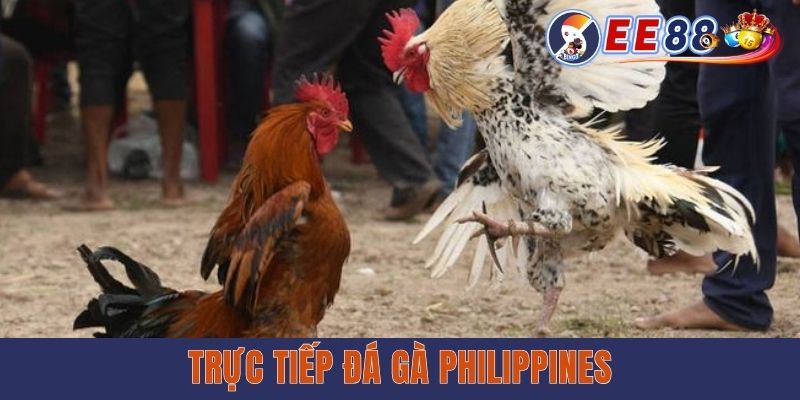 Trực Tiếp Đá Gà Philippines - Xem Miễn Phí Cùng EE88