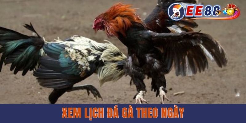 Xem Lịch Đá Gà Theo Ngày Tại EE88 - Cập Nhật Nhanh Từng Giải Đấu